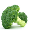 Broccoli Extract 1% 10% 20% Glucoraphanin